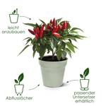 green basics anzuchttopf 24cm steingrün